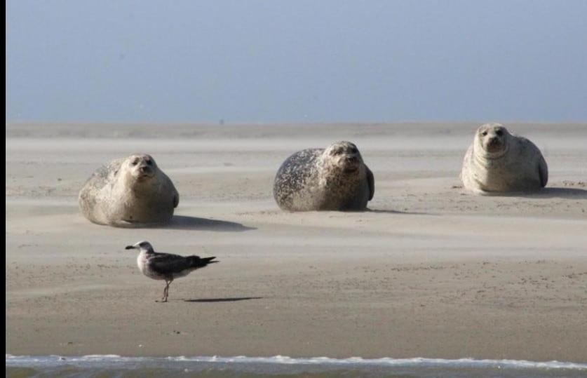 Gite Baie De Somme Cayeux-sur-Mer Zewnętrze zdjęcie